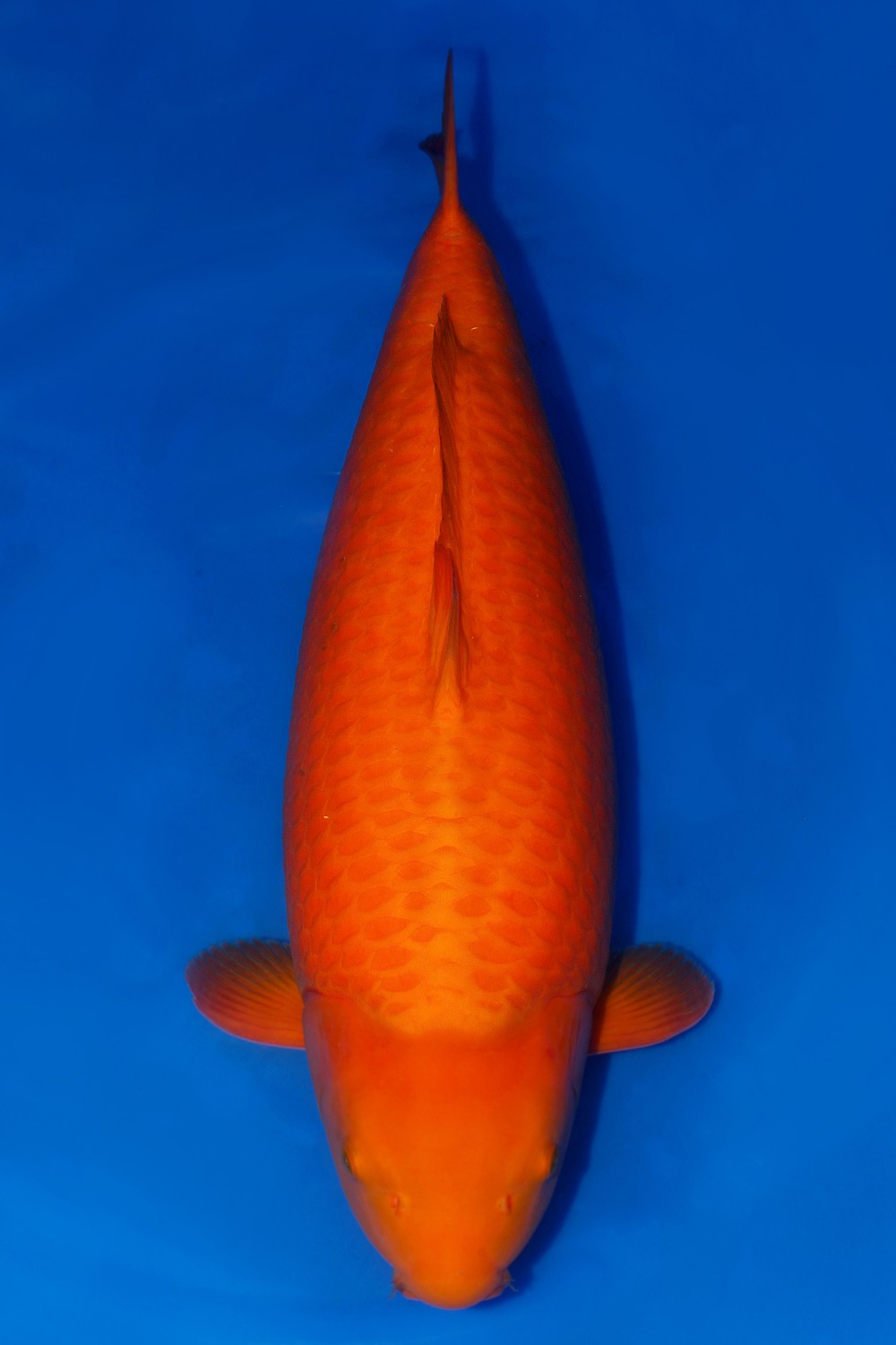 Superior Champion E