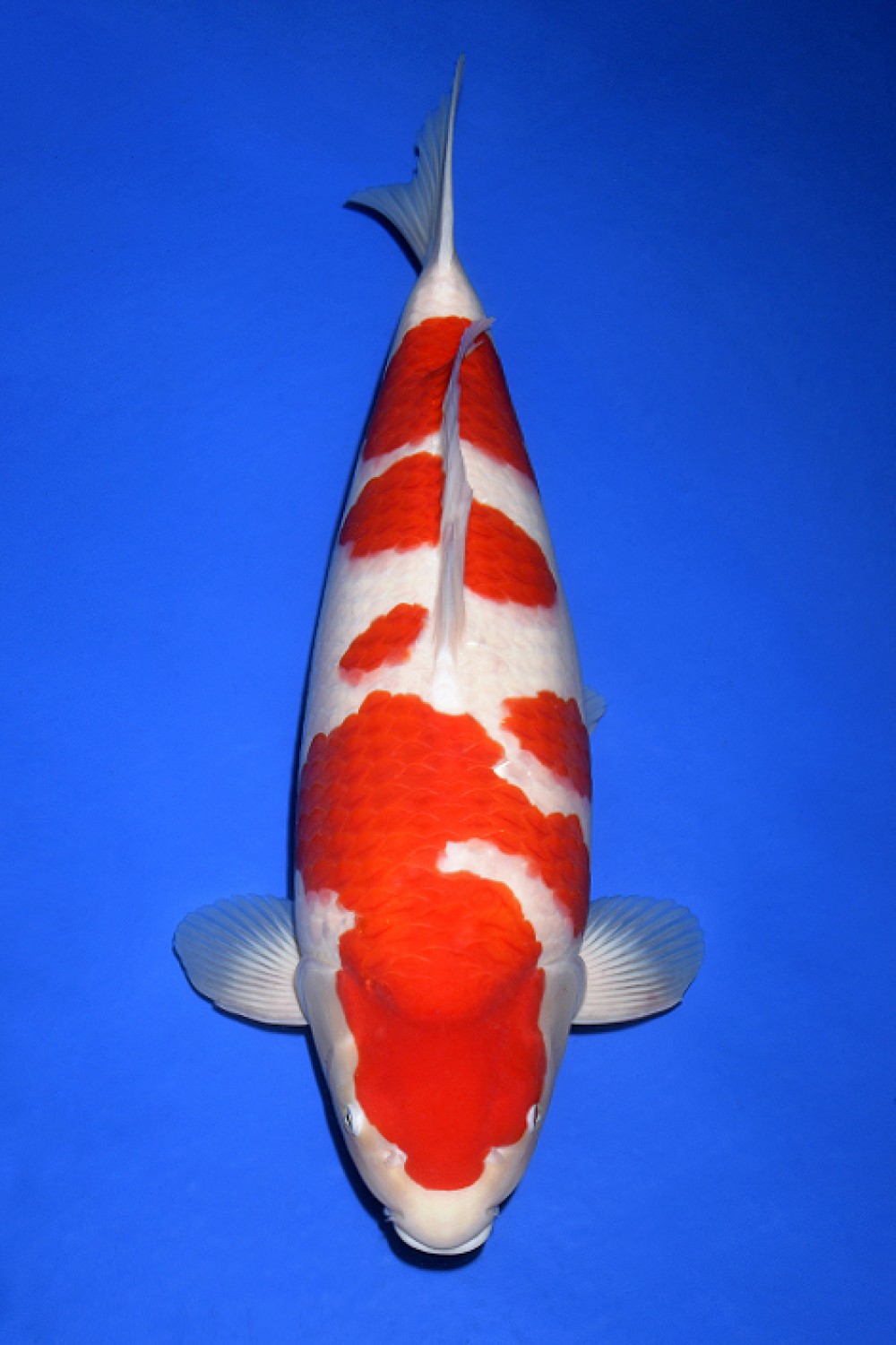 Best In Size A 76 - 80 cm