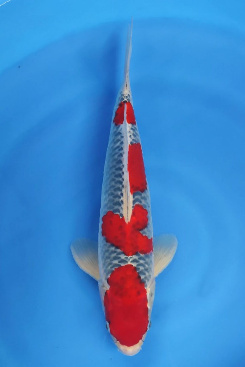 Juara 1