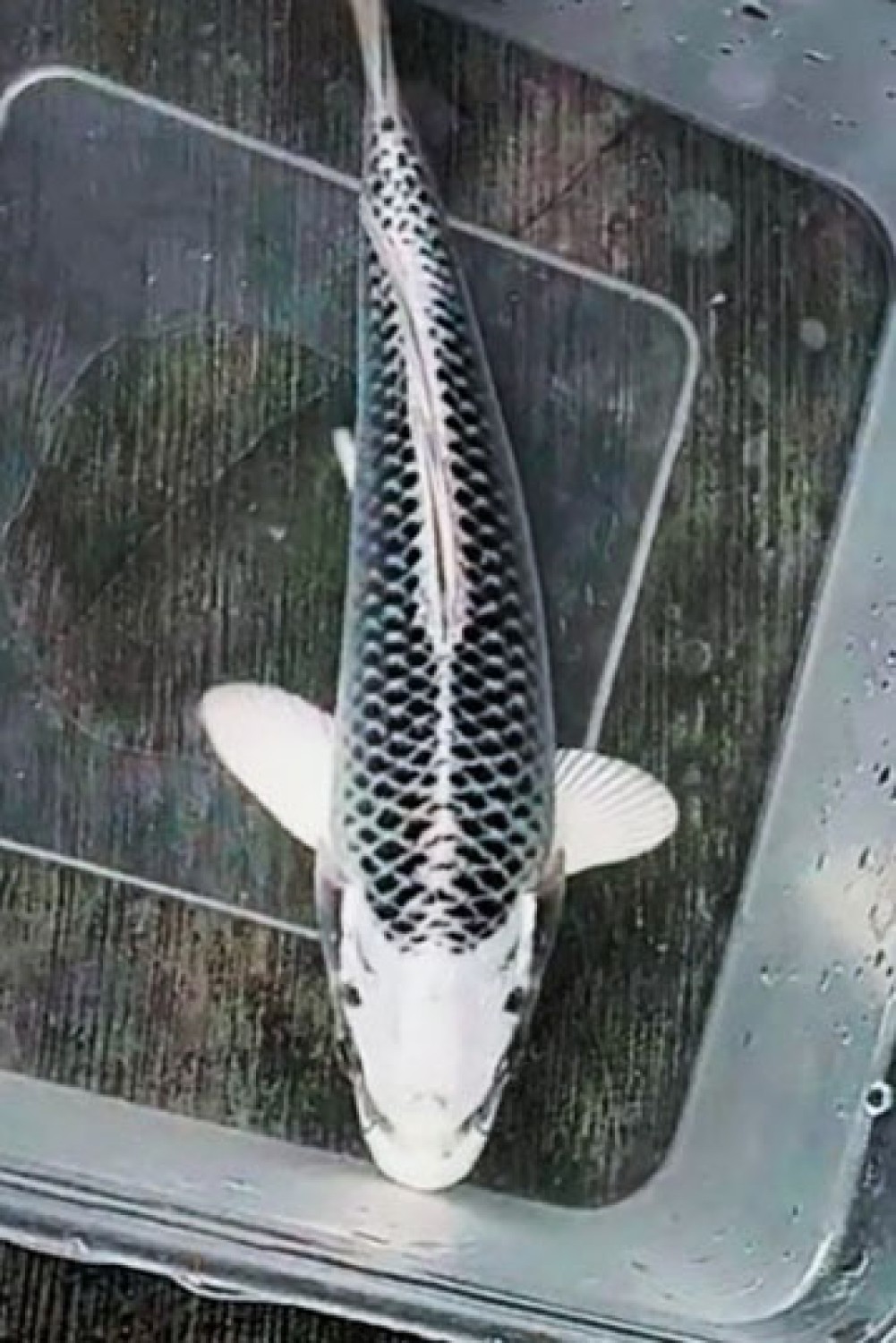 Juara 1