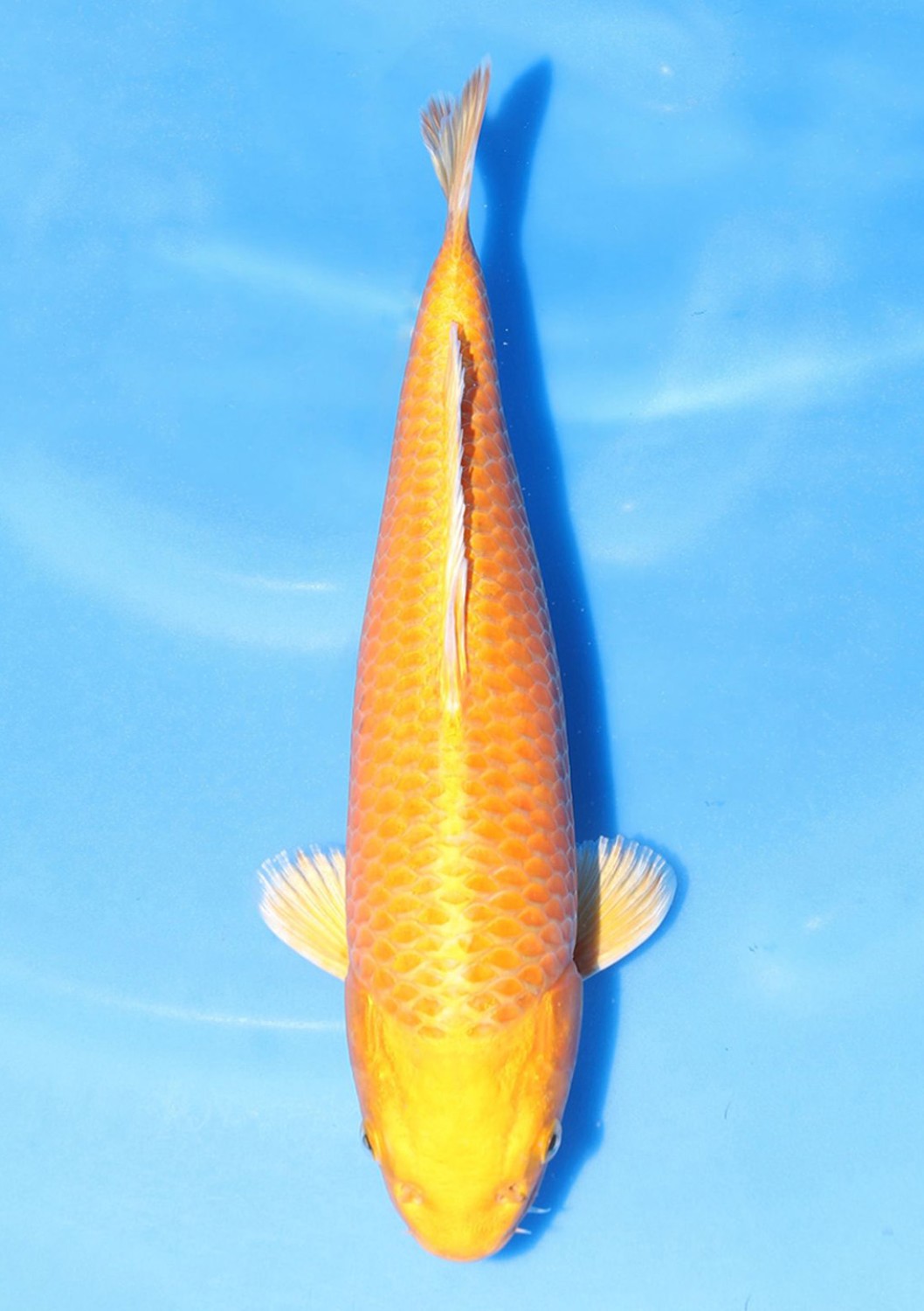 Juara 3