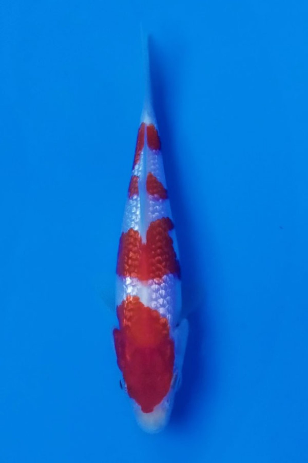 Juara 1