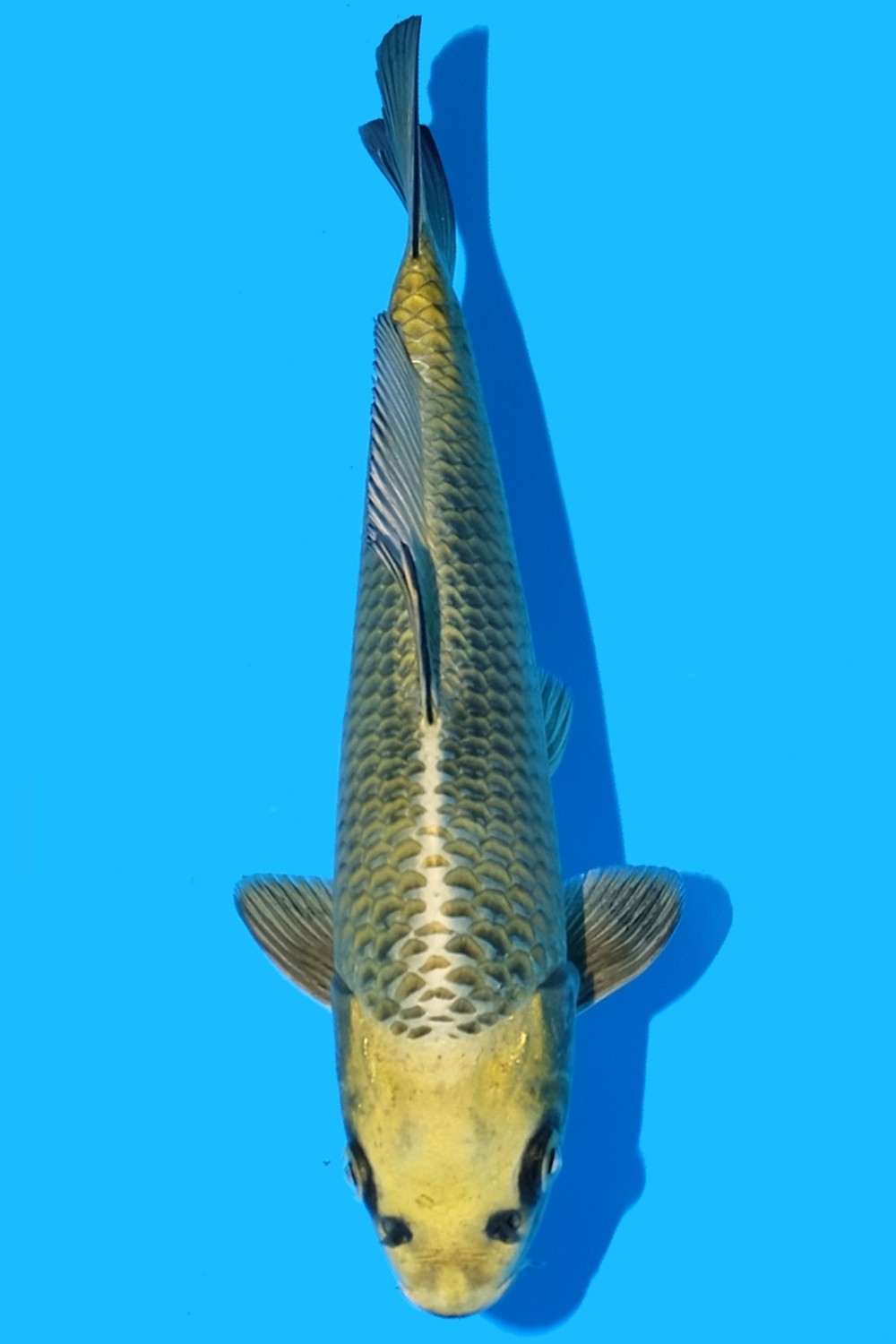 Juara 4