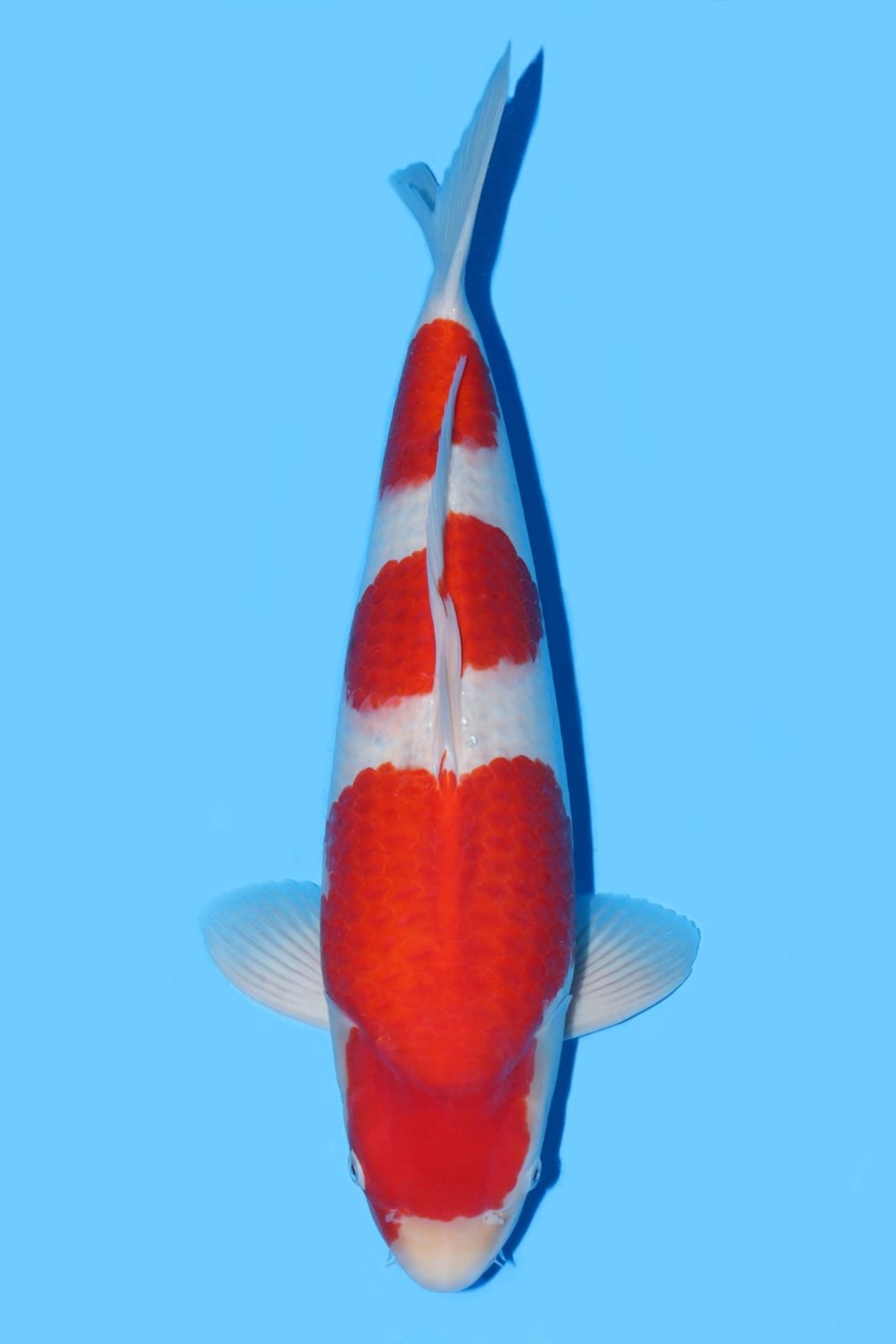 Juara 4