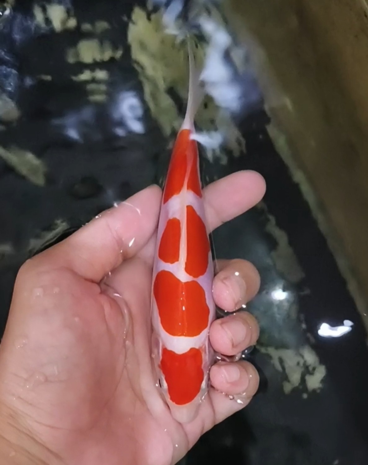 Mini Champion C