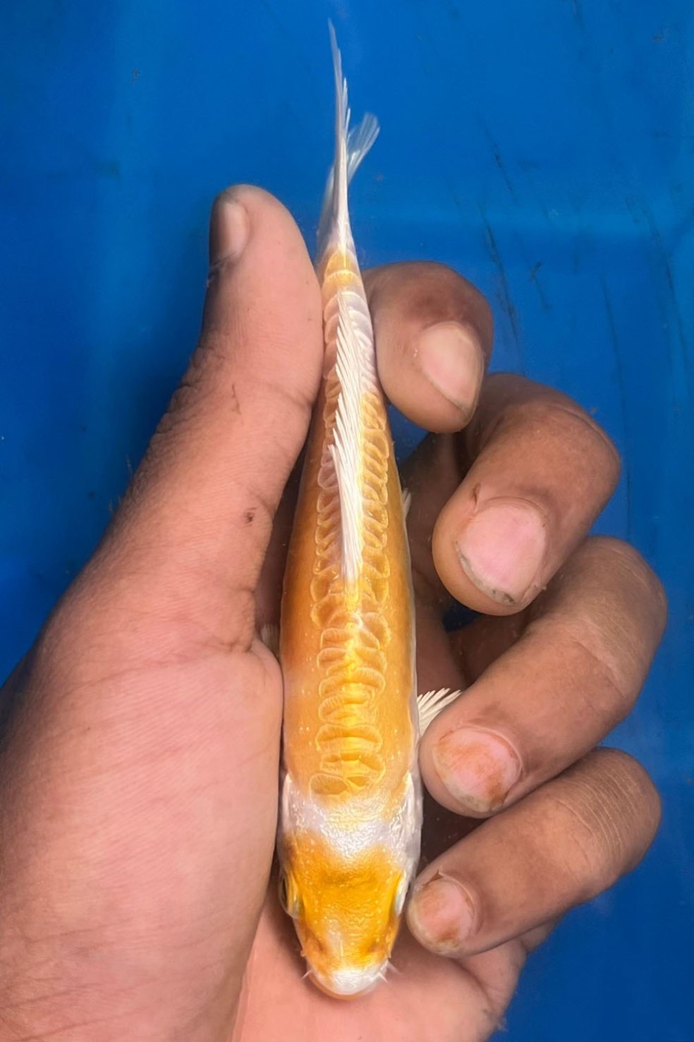 Juara 1
