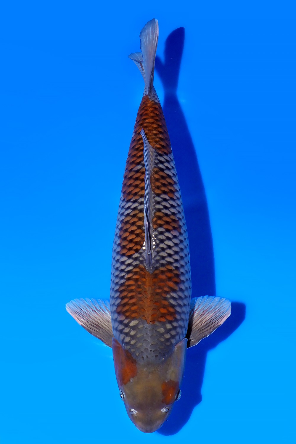Juara 3
