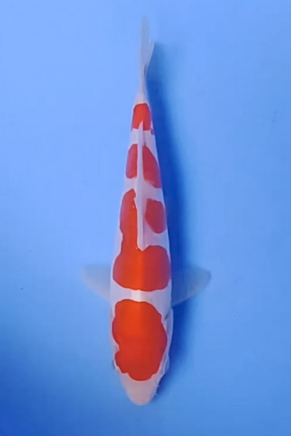Juara 3