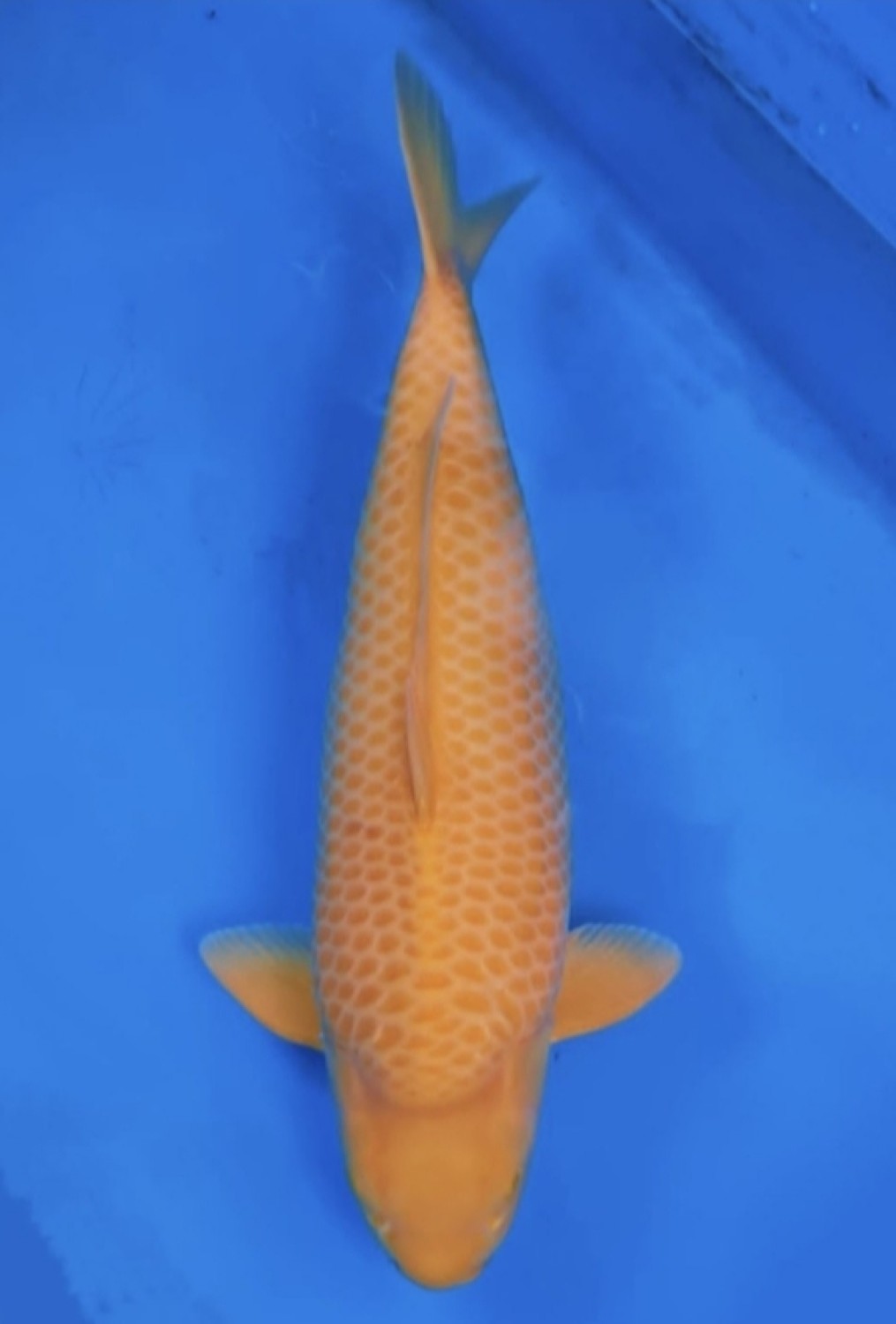 Juara 5
