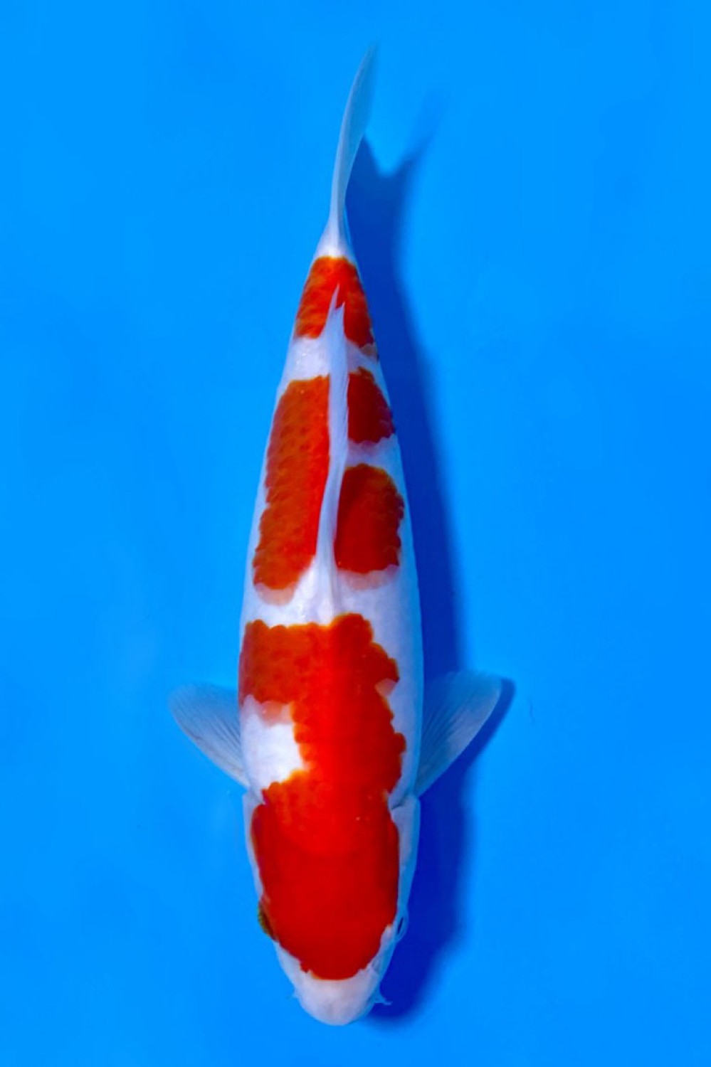 Juara 4