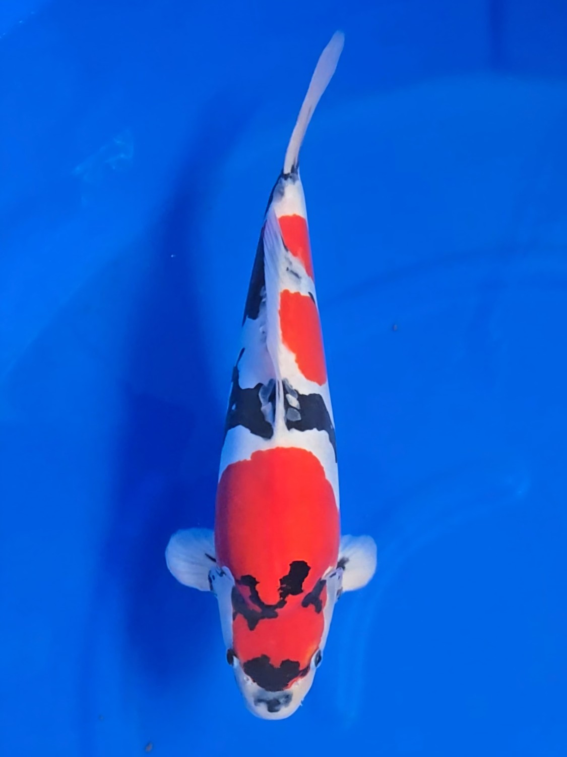 Juara 1