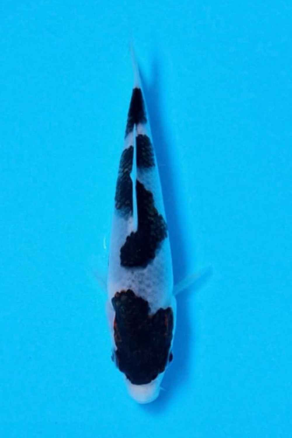Juara 1