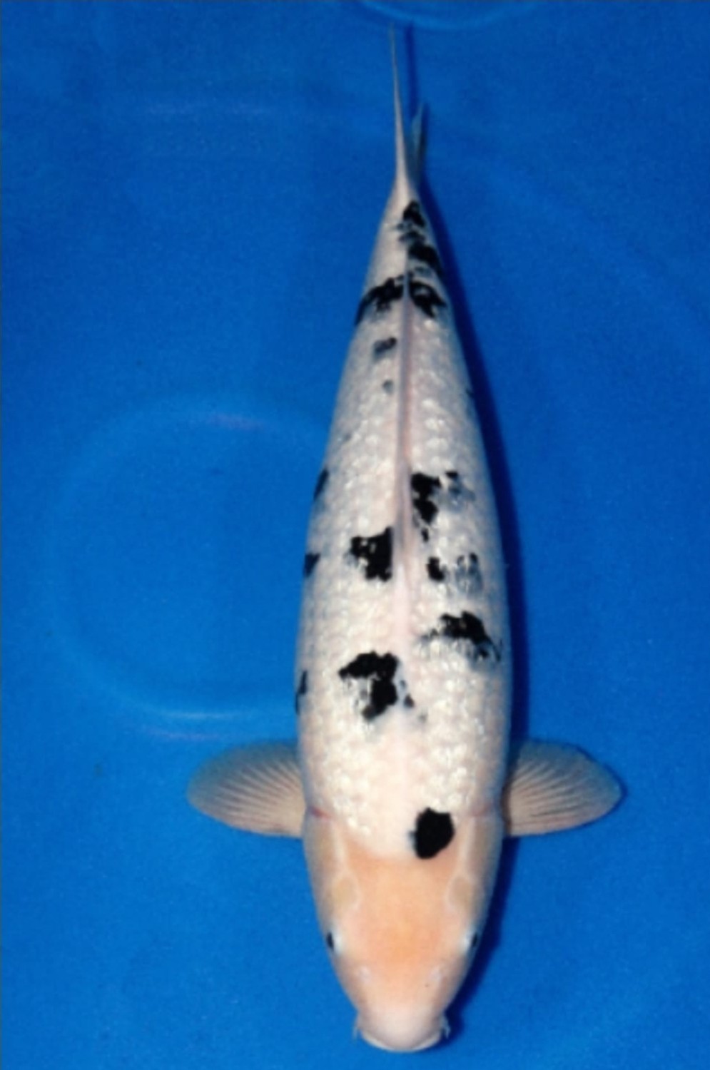 Juara 2