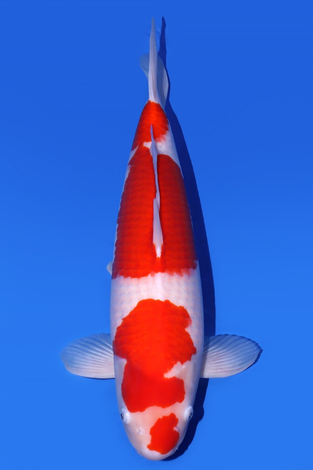Juara 3