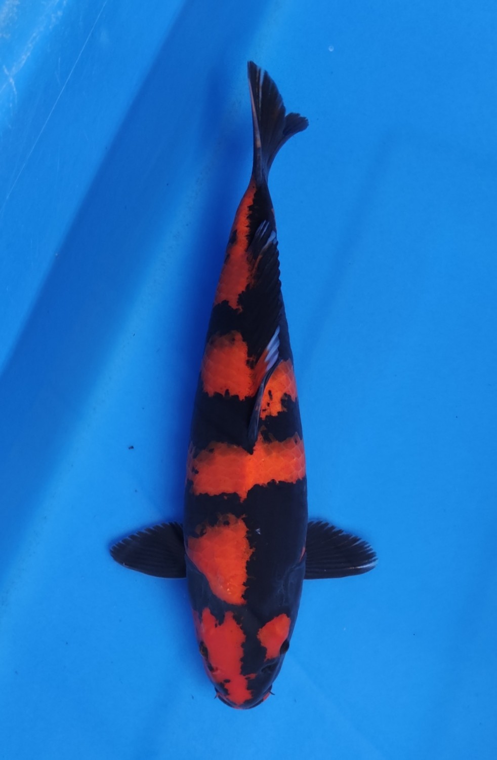 Juara 1
