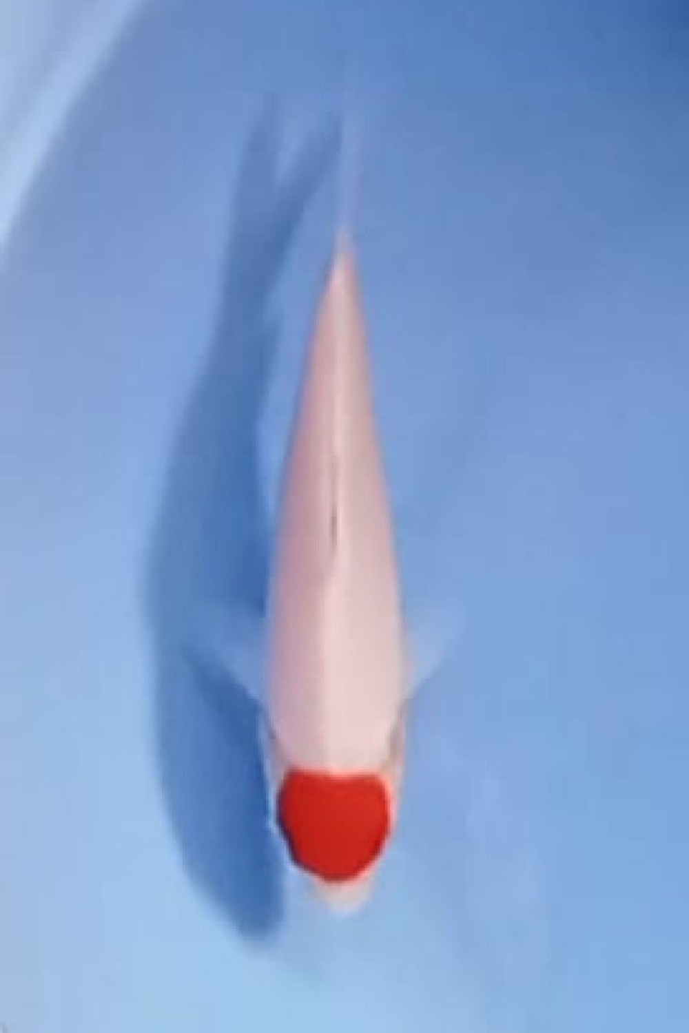 Juara 5