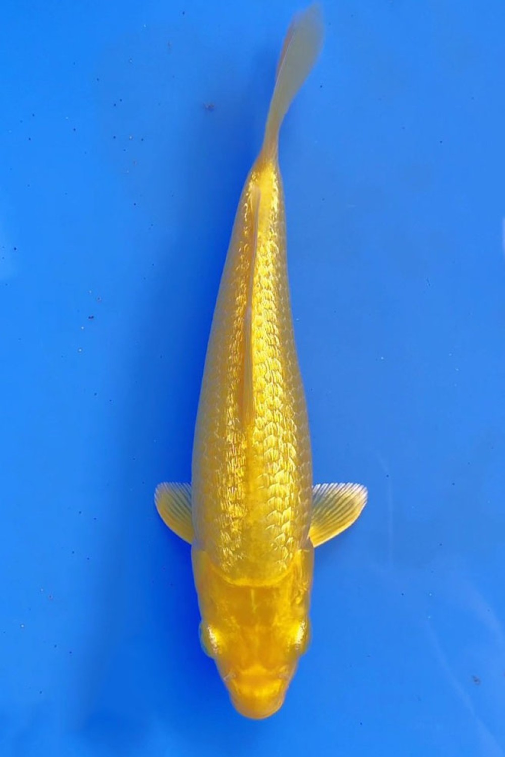Juara 1