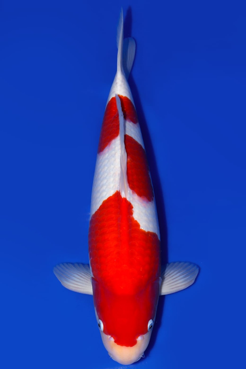 Juara 2