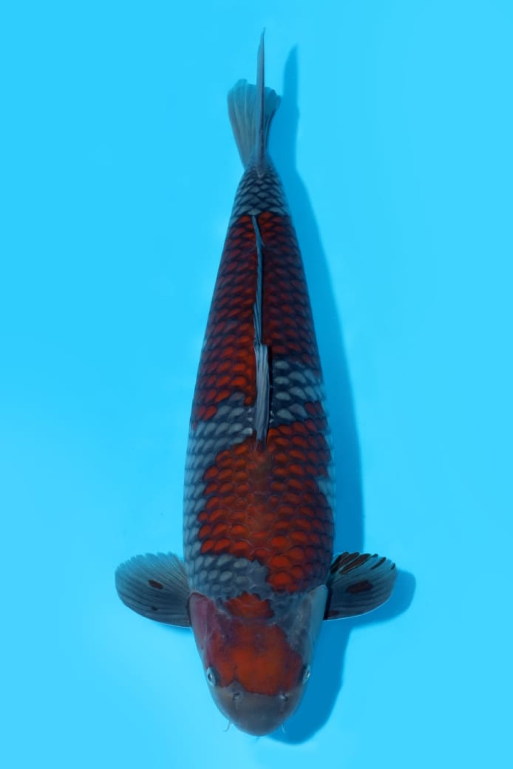 Juara 1