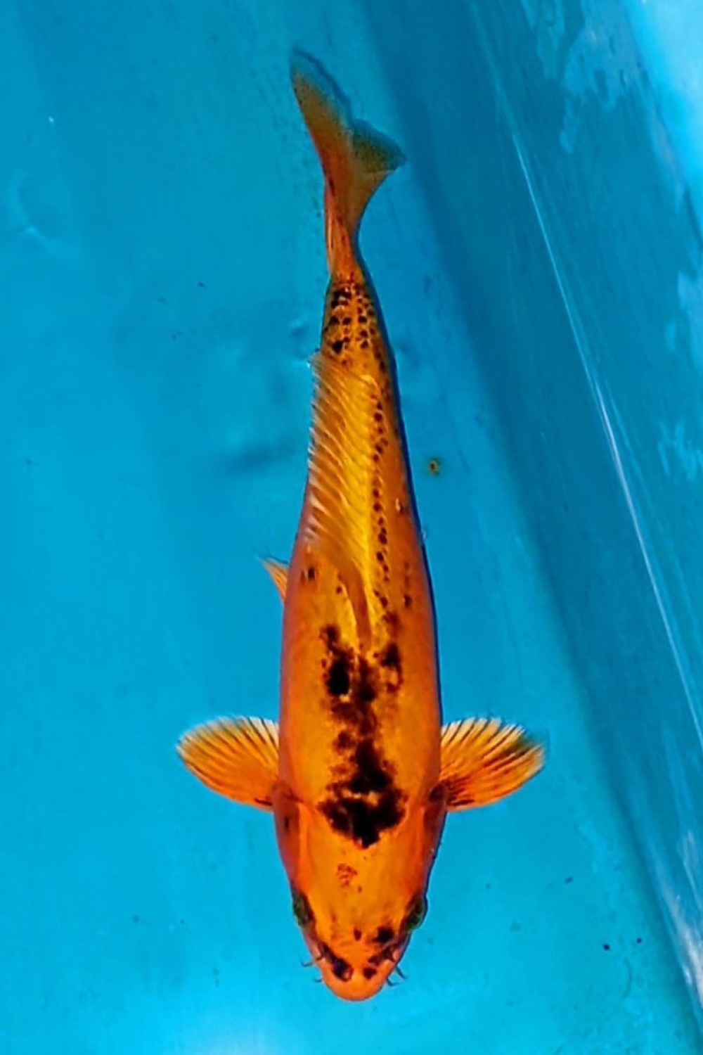 Juara 3