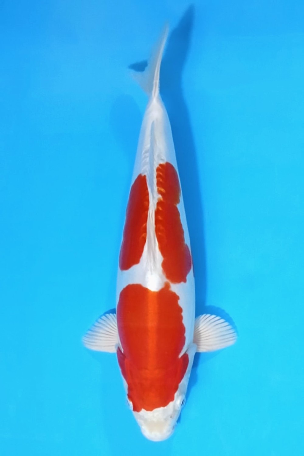 Juara 2