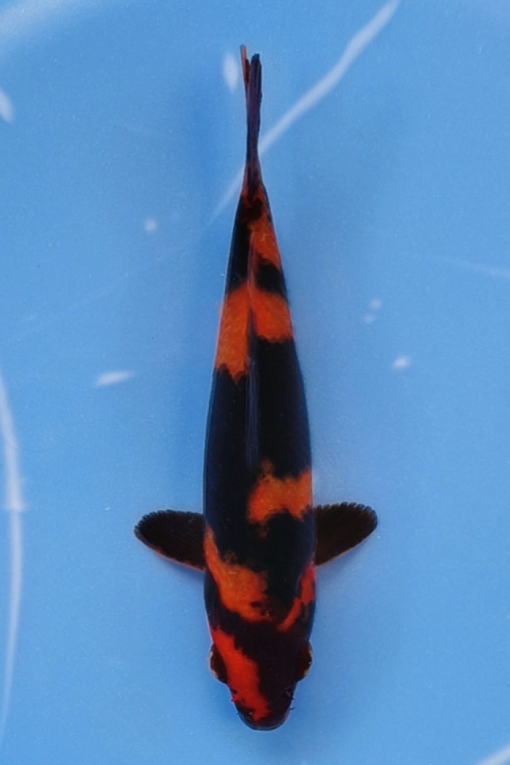 Juara 1