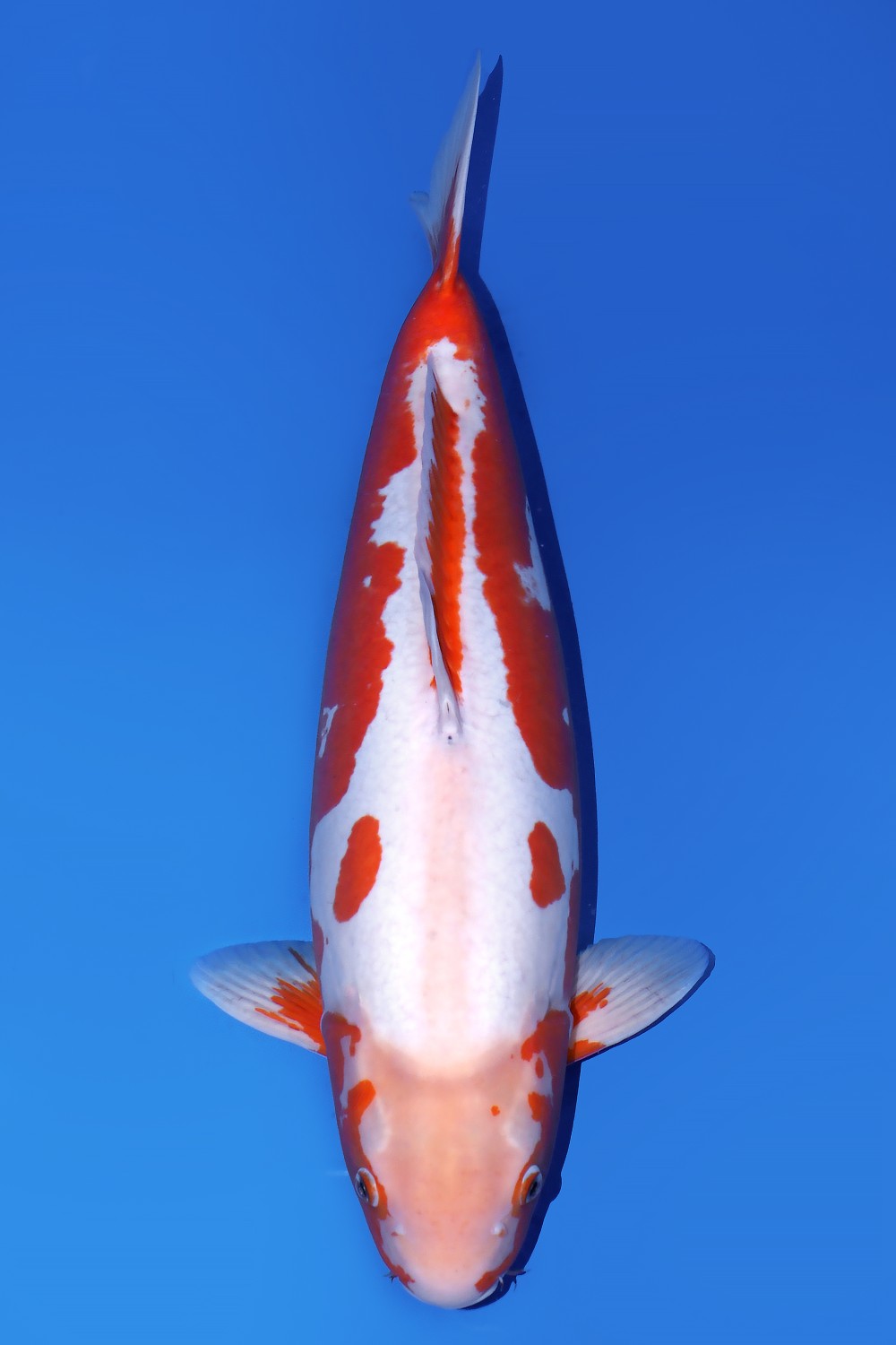 Juara 1