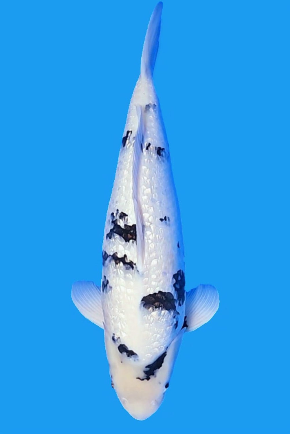 Juara 1