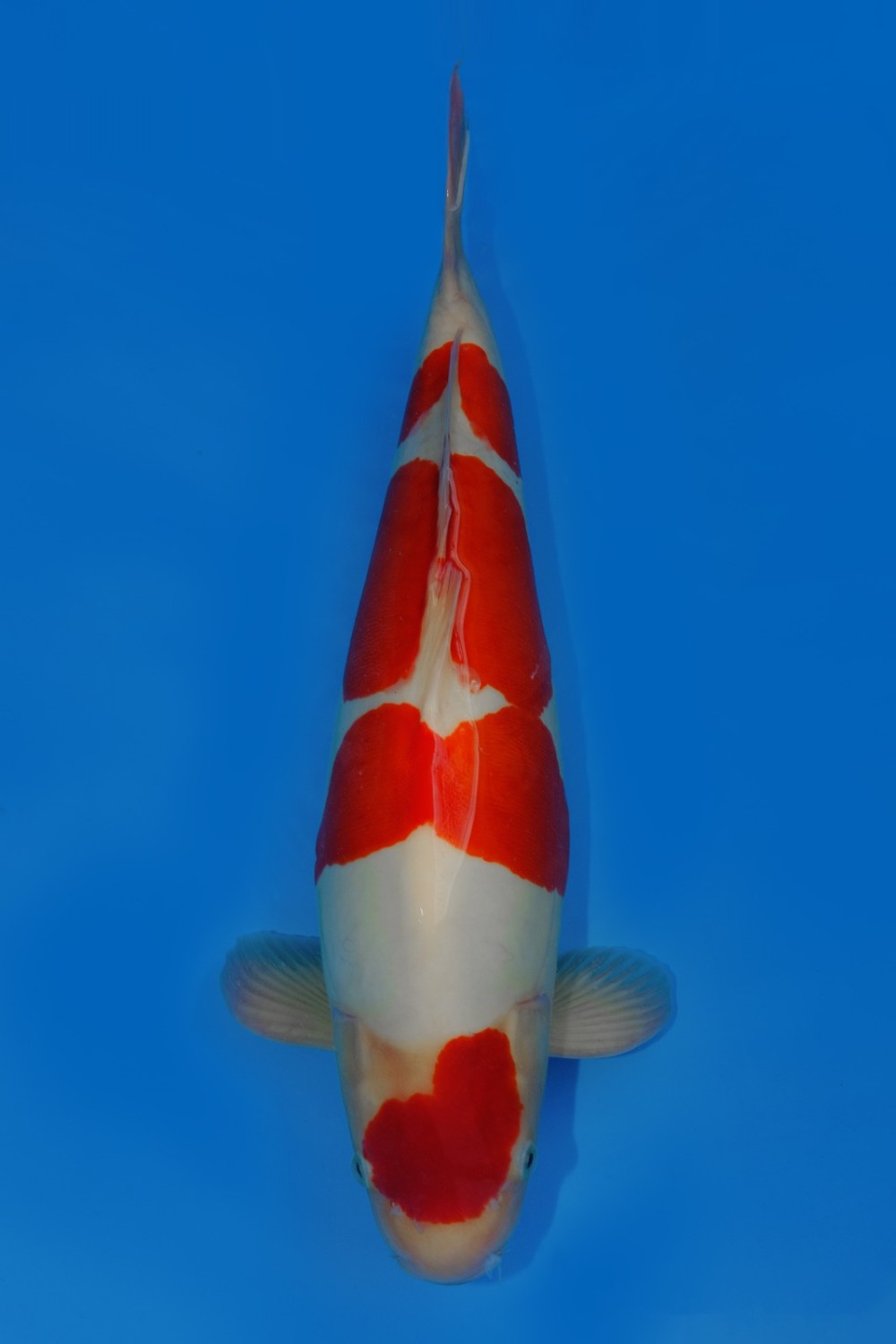 Juara 1