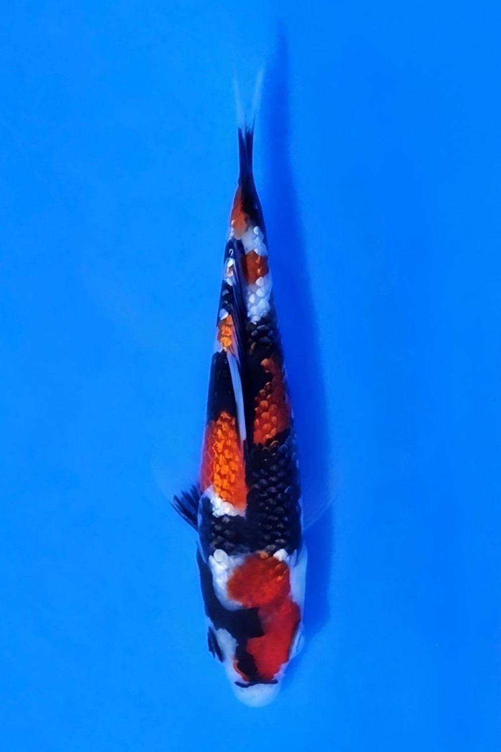 Juara 1
