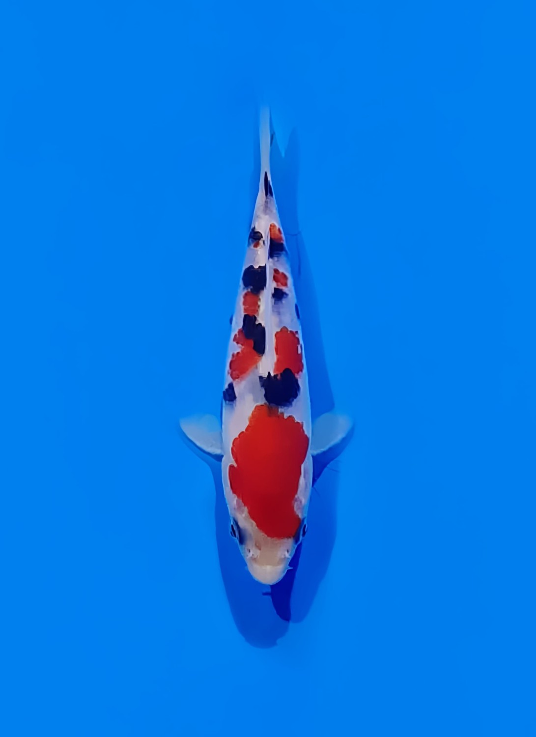 Juara 2