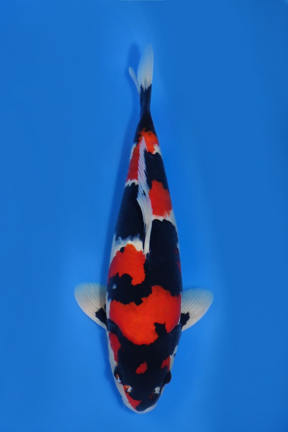 Juara 1