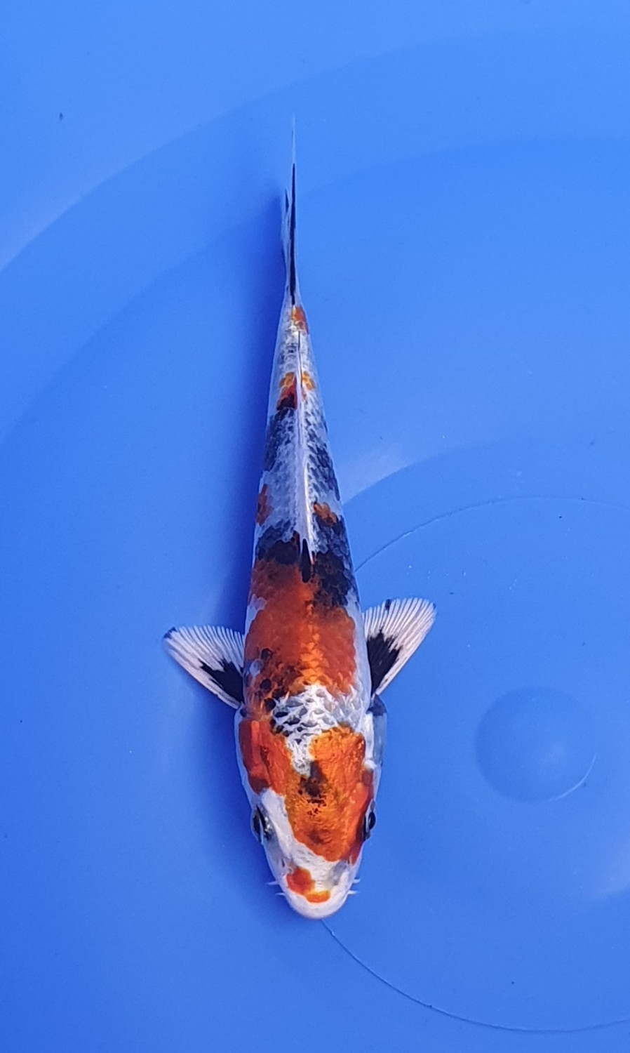 Juara 1