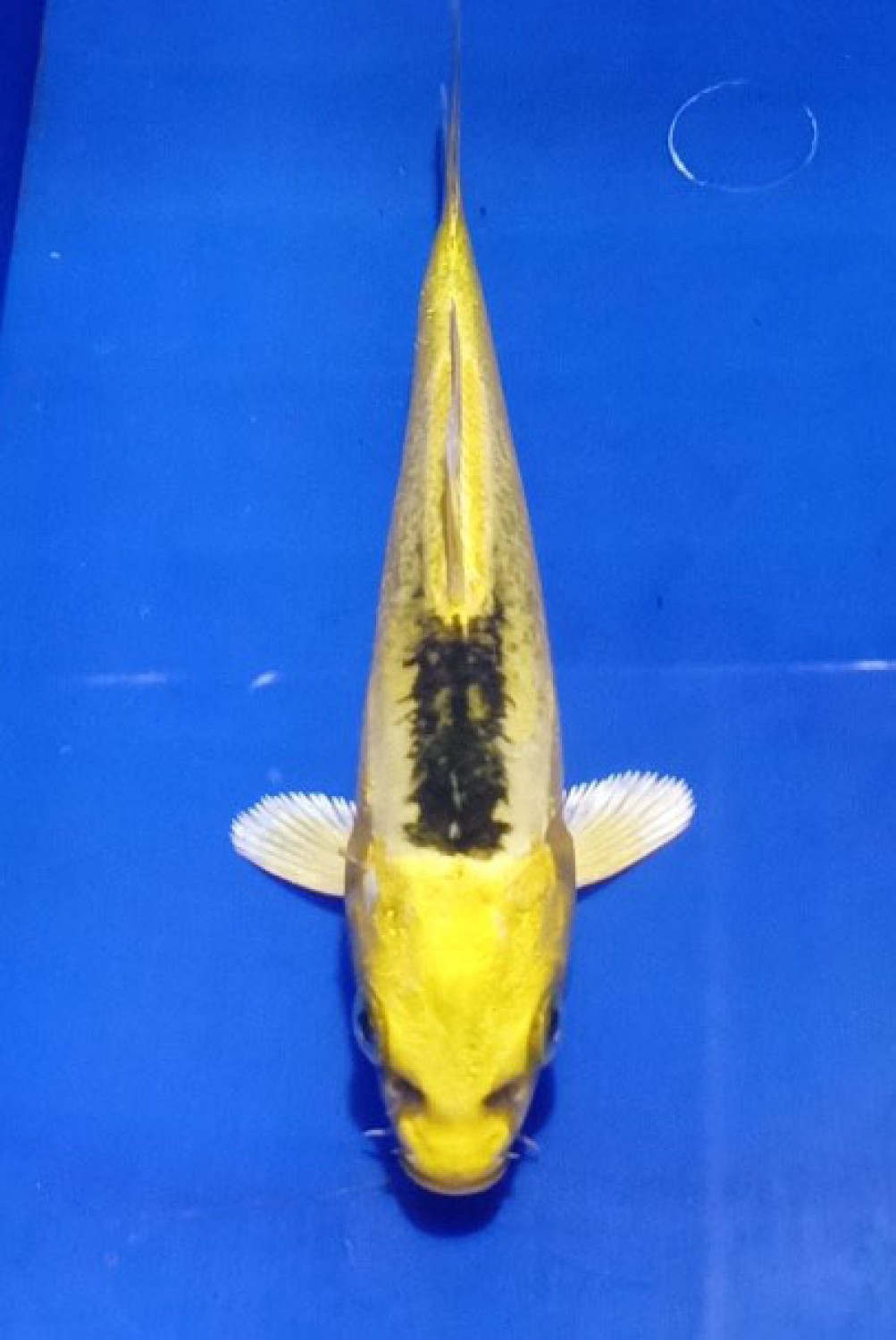 Juara 2