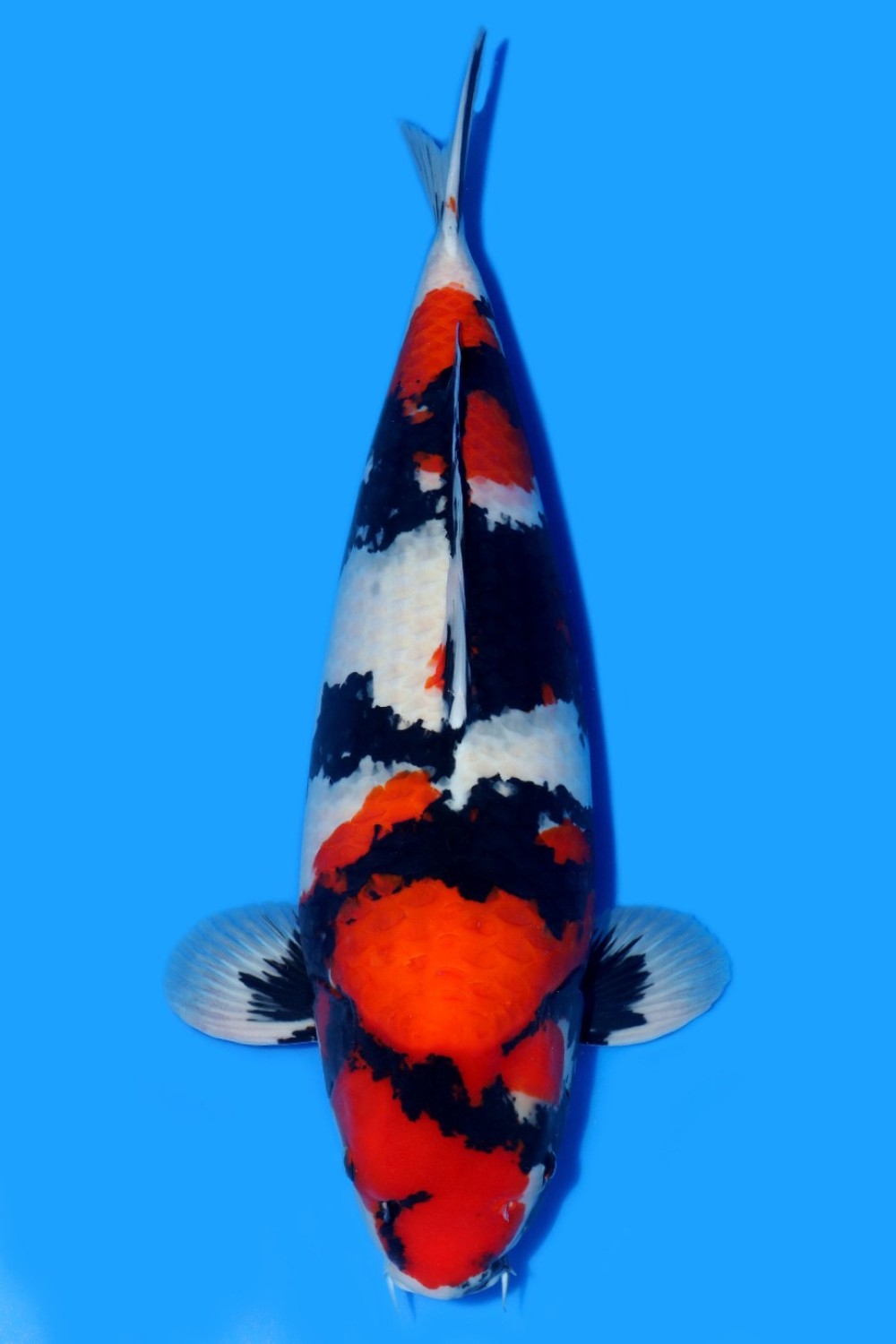 Best In Size A 61 - 65 cm