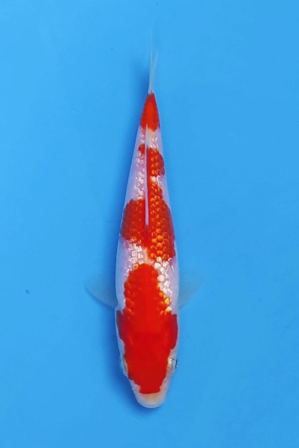 Juara 4