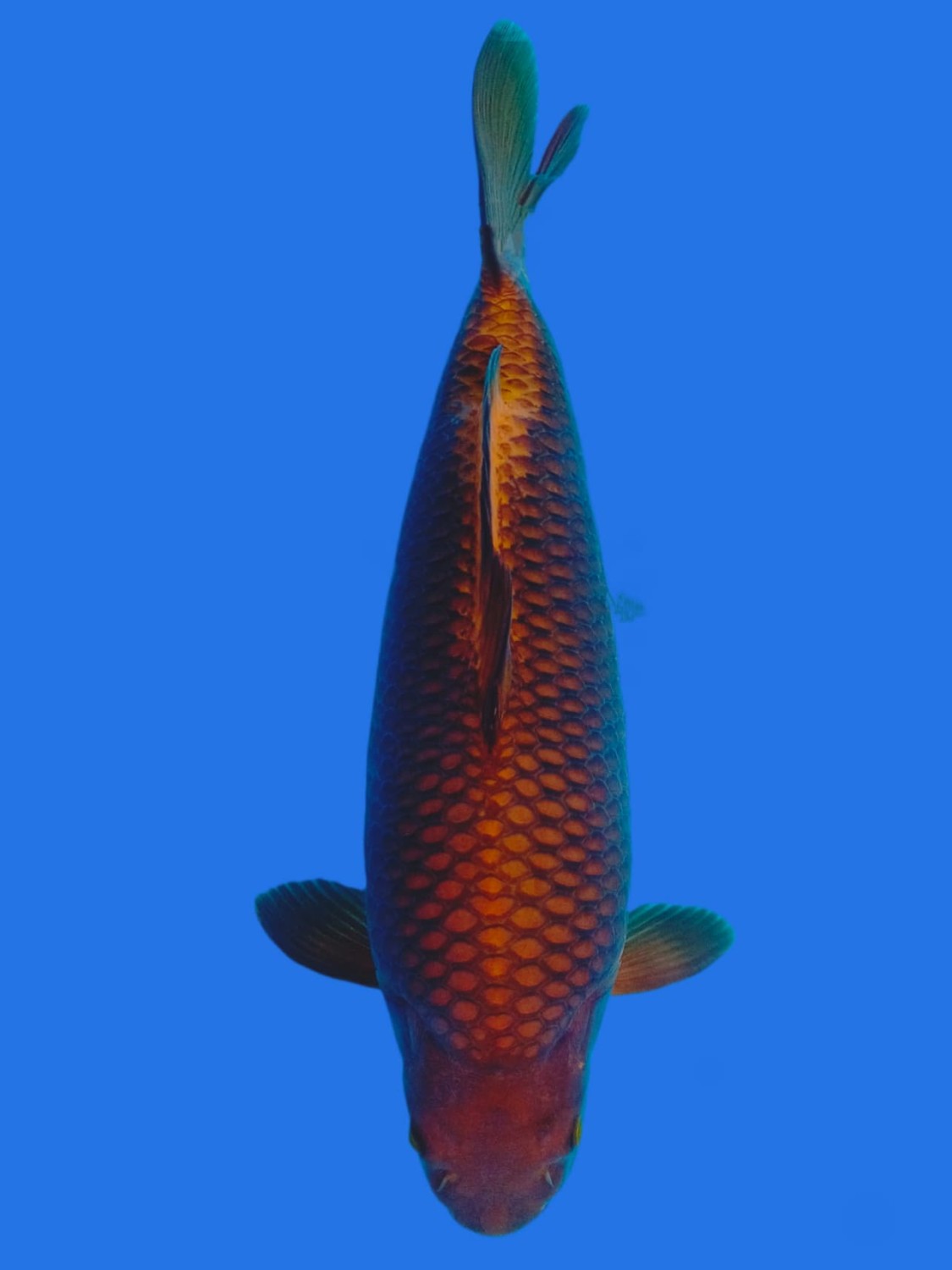 Juara 3