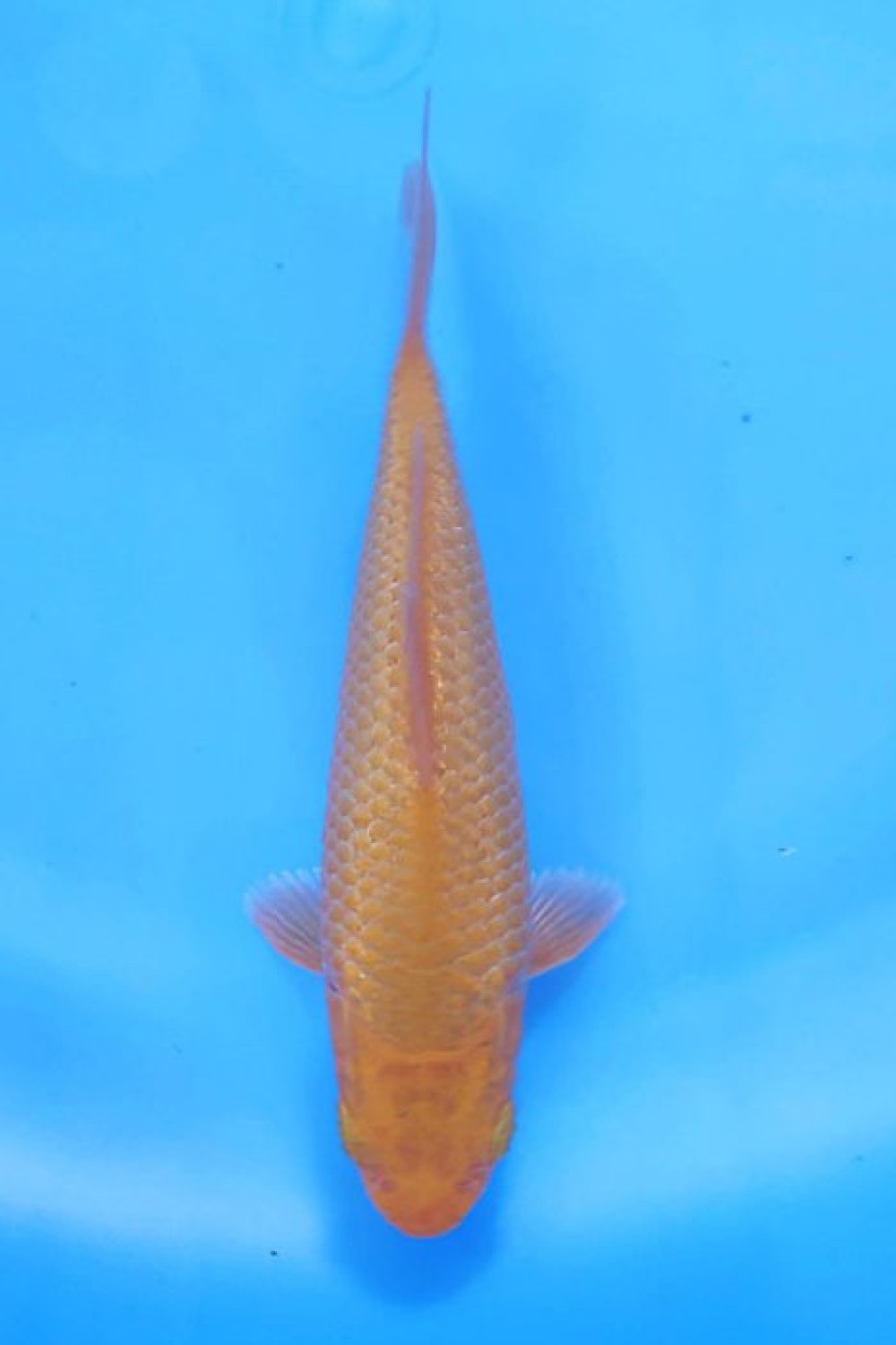 Juara 5