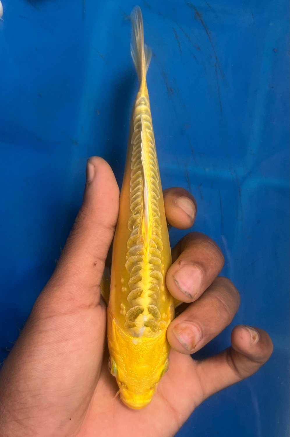 Juara 5