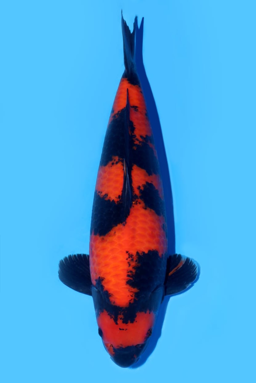 Juara 2