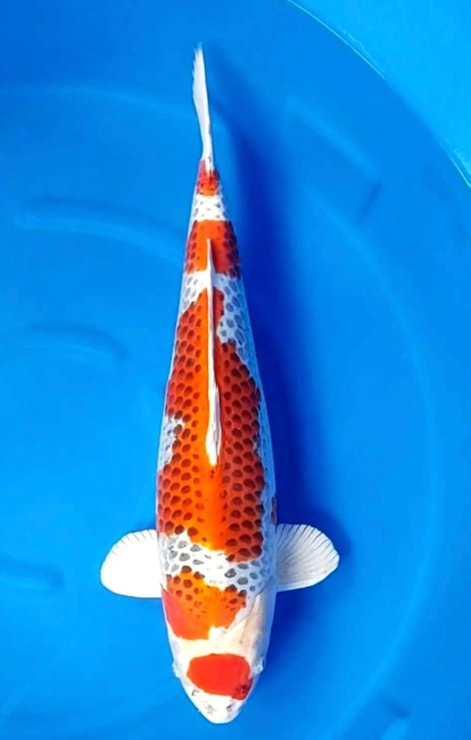 Juara 1