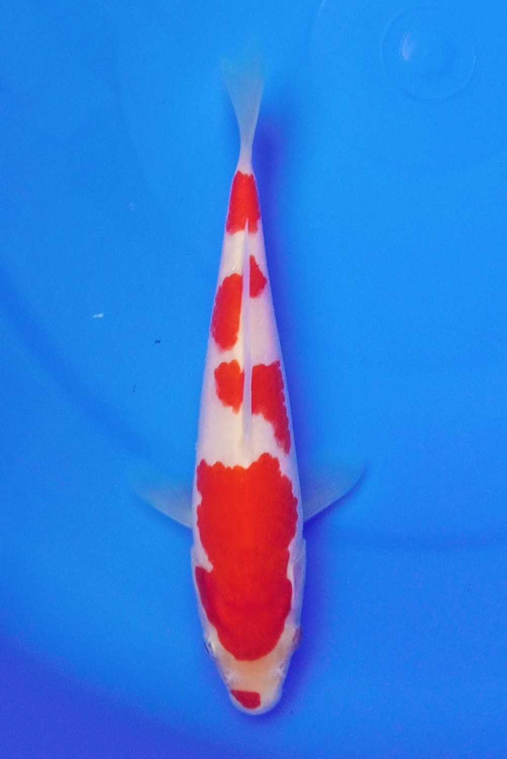 Best In Size A 13 - 15 cm
