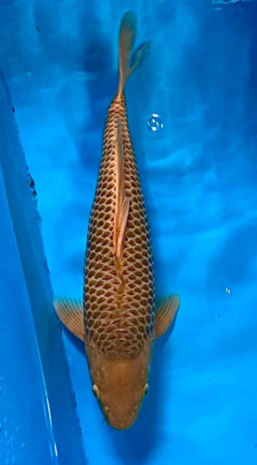 Juara 2