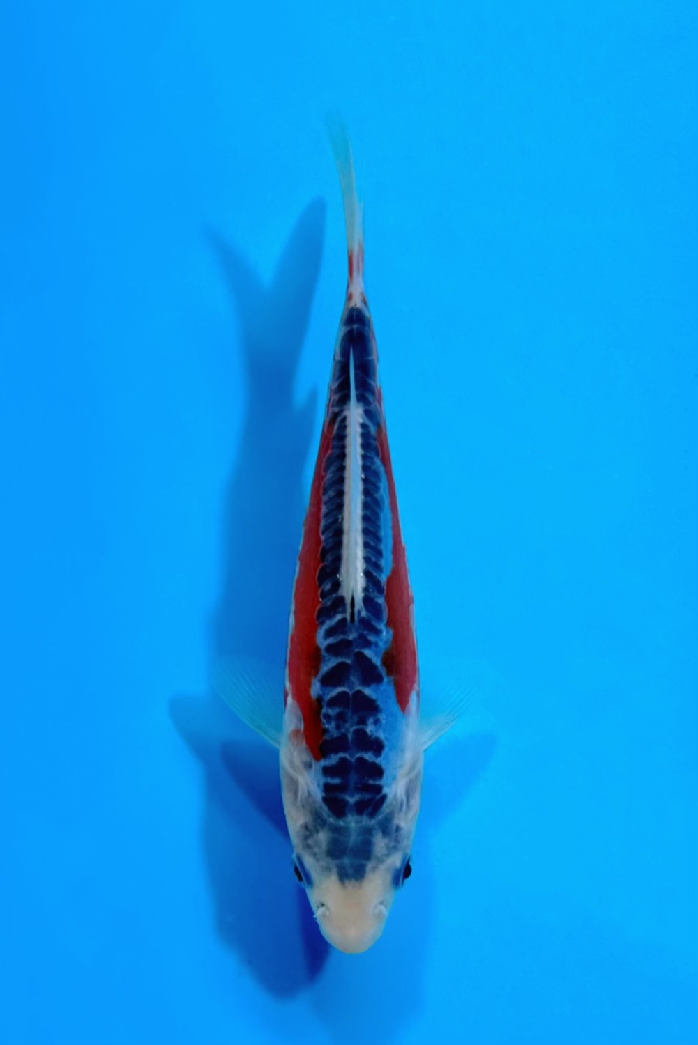 Juara 4