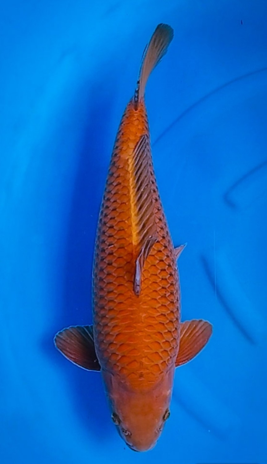 Juara 3
