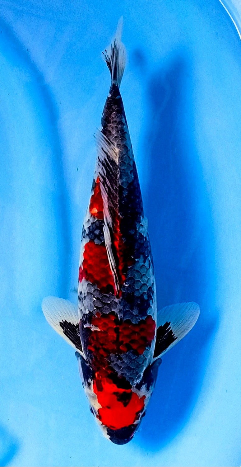 Juara 4