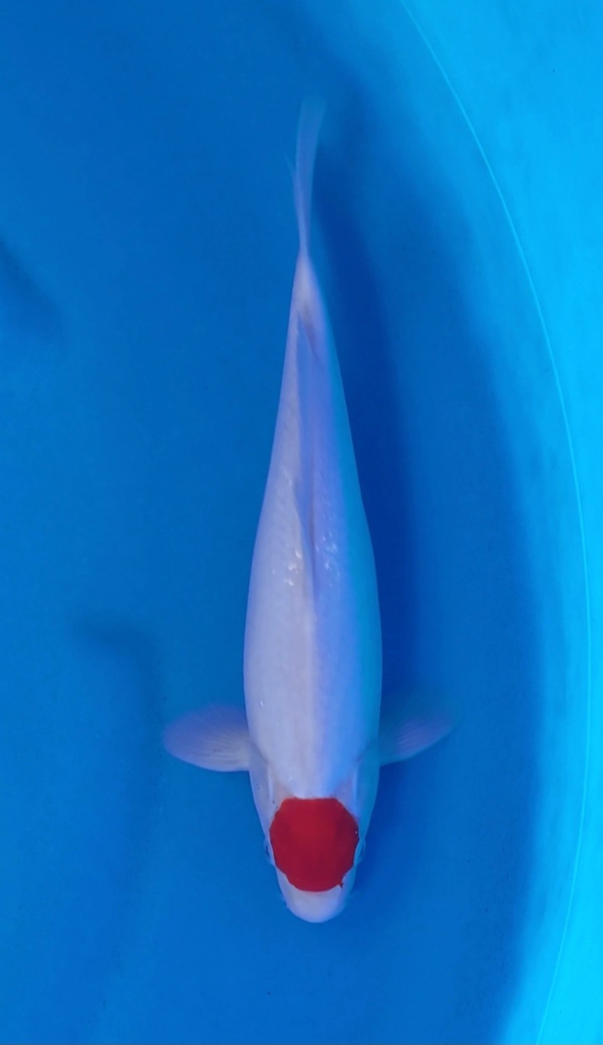 Juara 1
