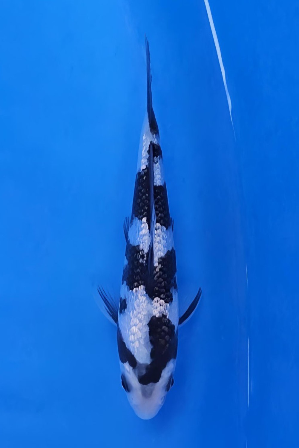 Juara 1