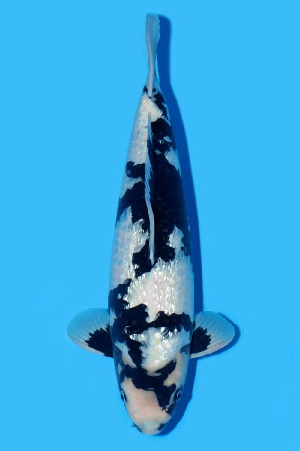 Juara 5