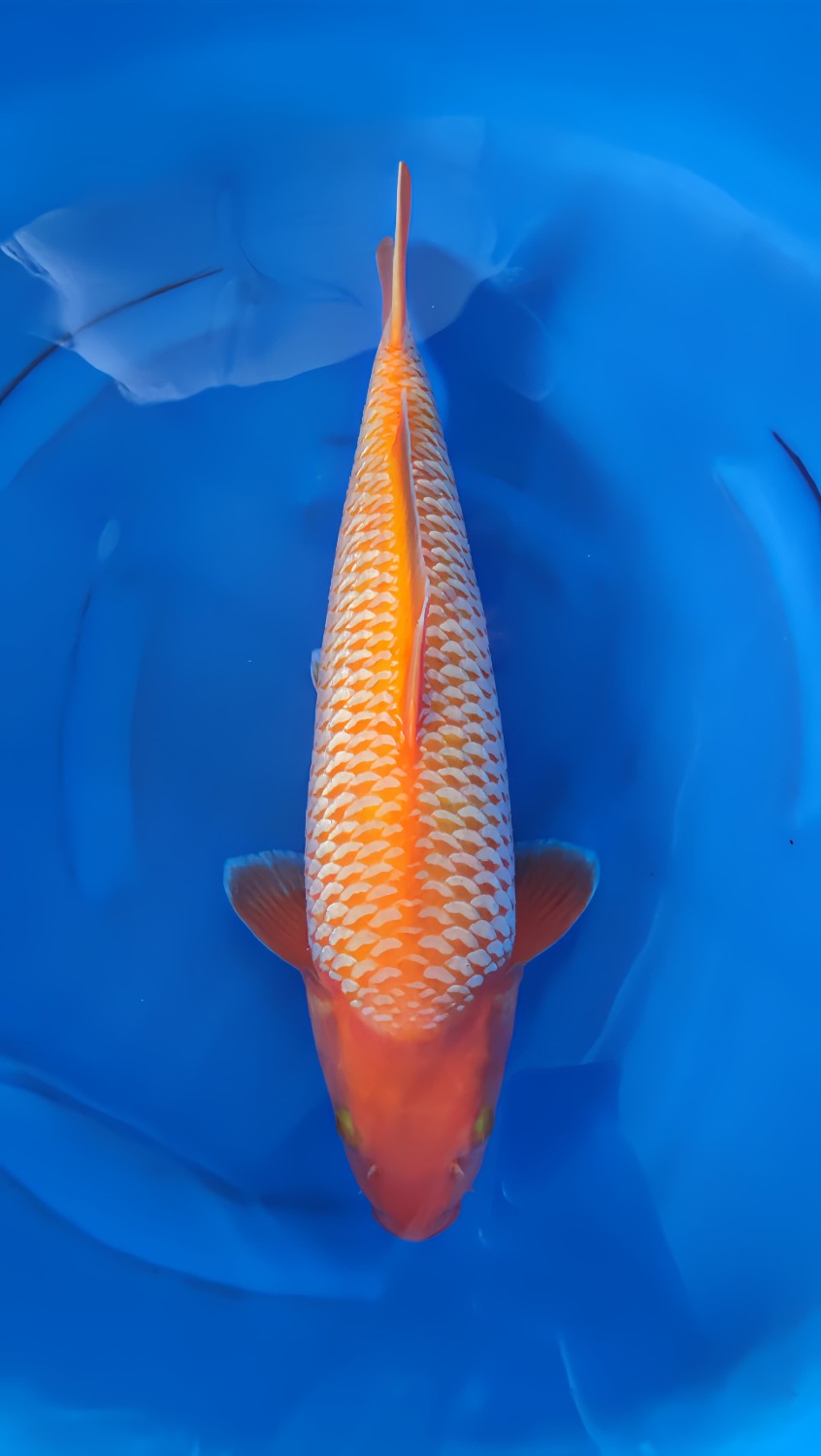 Best In Size E 41 - 45 cm
